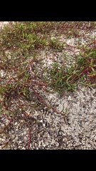 Sesuvium edmonstonei