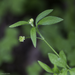 Ranunculus hebecarpus