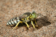 Bembix citripes