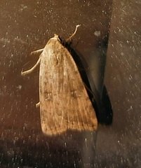Micrathetis triplex