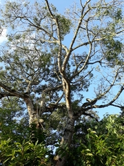 Ceiba speciosa