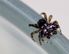 Thelacantha