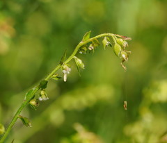 Gonocarpus teucrioides