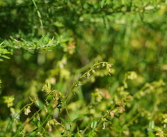 Gonocarpus teucrioides