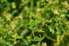 Gonocarpus teucrioides