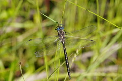 Notoaeschna sagittata