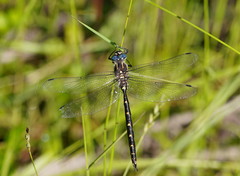 Notoaeschna sagittata