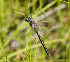 Notoaeschna sagittata