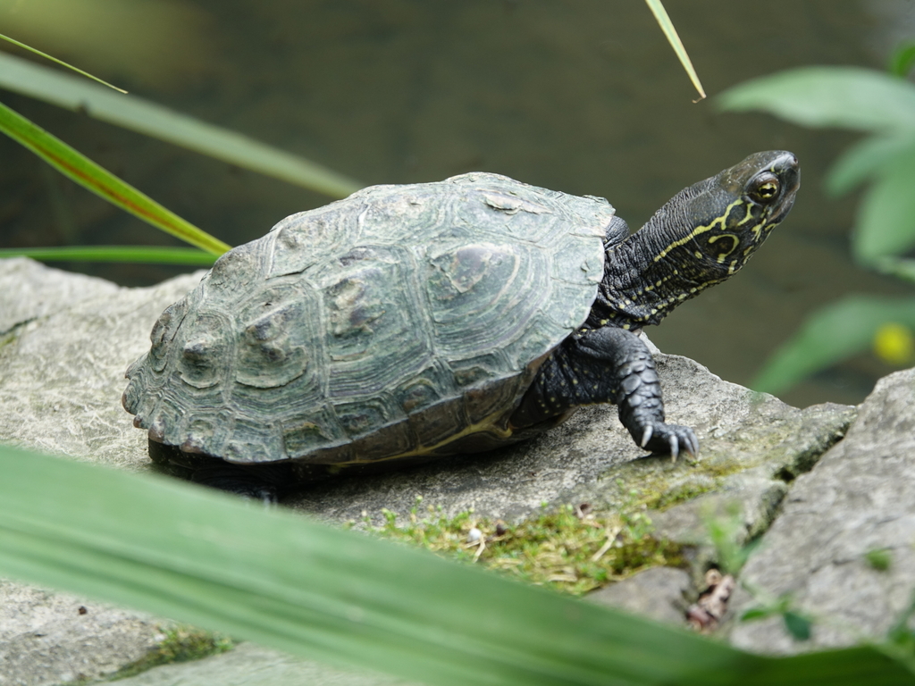 Chinese Pond Turtle in June 2021 by Antonio Rodríguez Arduengo ...