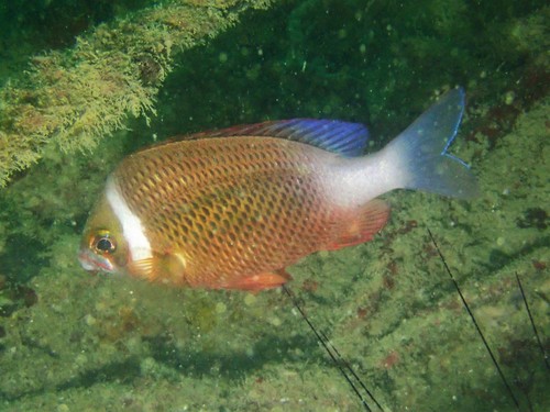 Whitecheek monocle bream (Scolopsis vosmeri) — Nemipteridae — 5