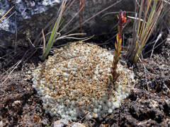 Paepalanthus lodiculoides