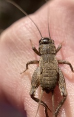 Eumodicogryllus