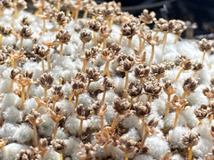 Paepalanthus lodiculoides