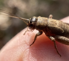 Eumodicogryllus