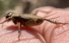 Eumodicogryllus