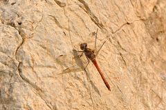 Sympetrum striolatum
