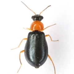 Hypebaeus bicolor