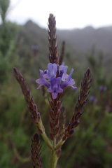 Lavandula canariensis image