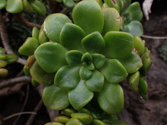 Aeonium lindleyi image