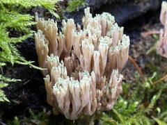 Ramaria apiculata
