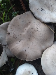 Agaricales