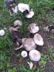 Agaricales