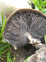 Agaricales