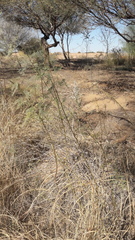 Prosopis glandulosa