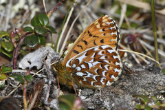 Boloria polaris