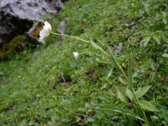 Ranunculus amplexicaulis