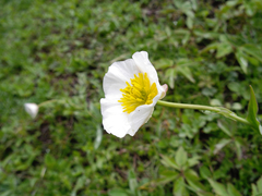 Ranunculus amplexicaulis