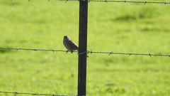 Zonotrichia atricapilla