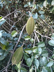 Amphilophium