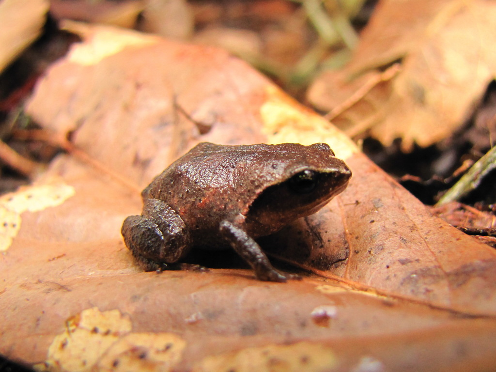 Brazilian Guanabara Frog