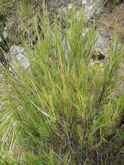 Dracophyllum acerosum