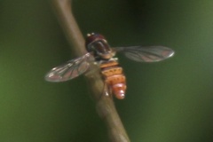 Toxomerus pulchellus