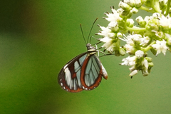 Ithomia diasia