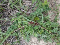 Peucedanum alsaticum