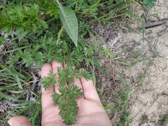 Peucedanum alsaticum