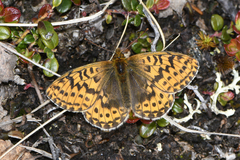 Boloria polaris