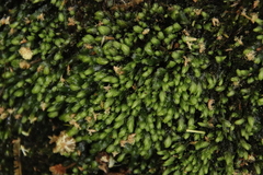Fissidens ovatus