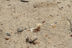 Calephelis nemesis dammersi