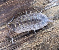 Porcellio violaceus