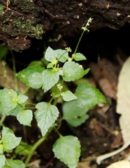 Leidesia procumbens