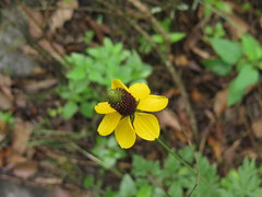 Ratibida coahuilensis