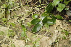 Leidesia procumbens