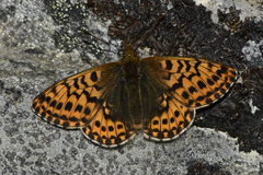 Boloria polaris