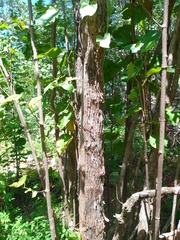 Neomillspaughia emarginata