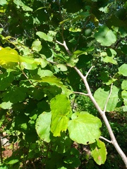 Neomillspaughia emarginata