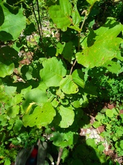 Neomillspaughia emarginata